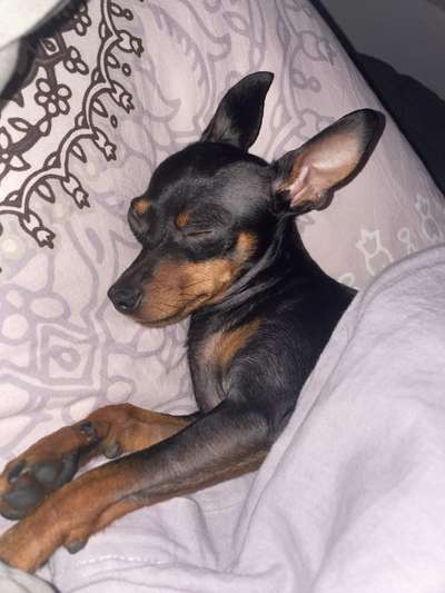 Prager Rattler-Beitrag-Bild