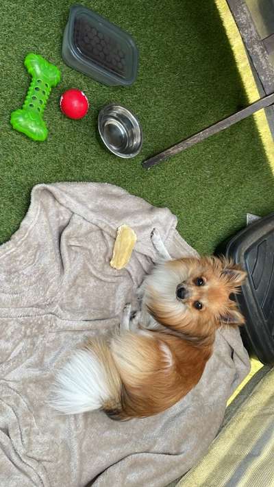 Mischlinge raten - Rätselspaß-Beitrag-Bild