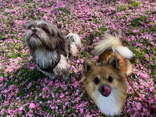 Dogorama Photo Challenge - Gegensätze-Beitrag-Bild