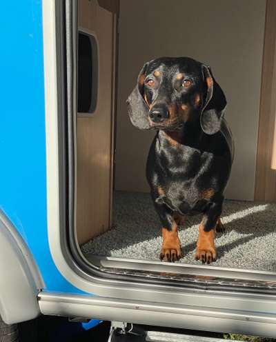 Dogorama Photo Challenge - Hundeblick zum hinschmelzen-Beitrag-Bild