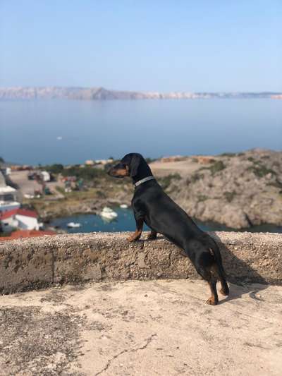 Dogorama-Monats-Challenge-Mai "Wasser"-Beitrag-Bild