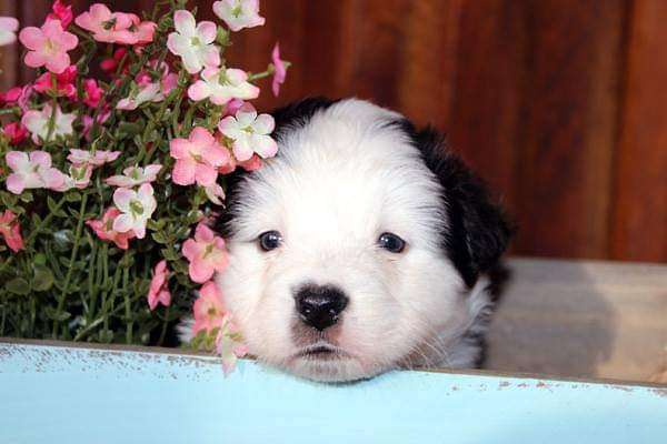 Welpen Bilder !-Beitrag-Bild