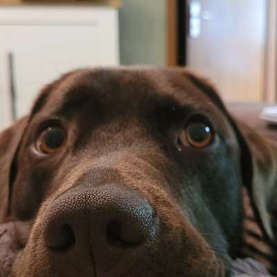 Hundetreffen-Spieltreffen auf Wiese/Feld-Bild