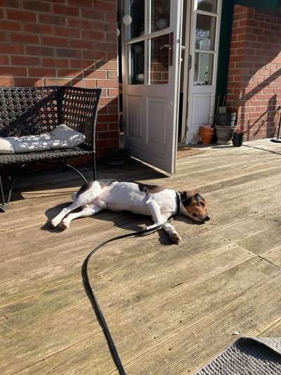 Hundetreffen-Hundekumpel gesucht-Bild