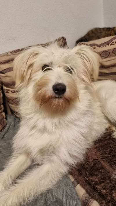 Schafpudel-Beitrag-Bild