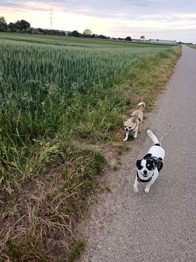Hundetreffen-Souveränen Kleinhund für Spaziergang mit meinem Angsthund  gesucht-Bild