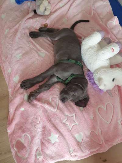 Welpen Bilder !-Beitrag-Bild