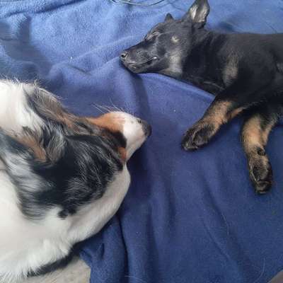 Hundetreffen-Welpen zum spielen-Bild