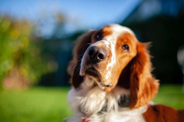 Springer Spaniel-Beitrag-Bild