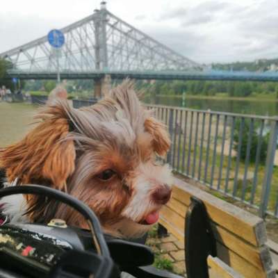 Titelbild Gruppe Biewer Yorkshire Terrier