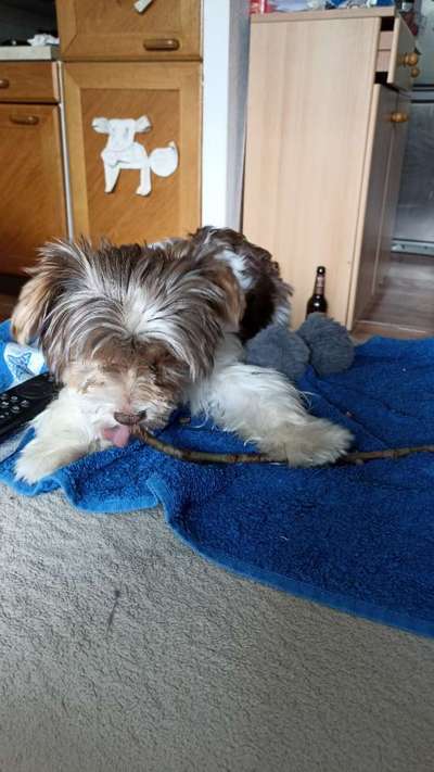 Dogorama Photo Challenge - Mein Holz und ich-Beitrag-Bild