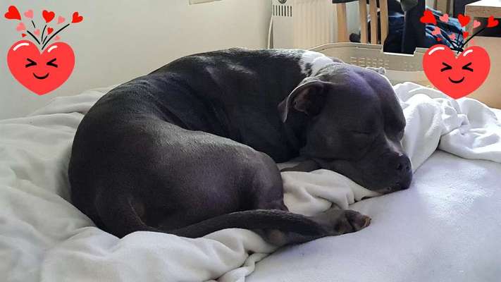 Gemeinsames Kuscheln im Bett!-Beitrag-Bild