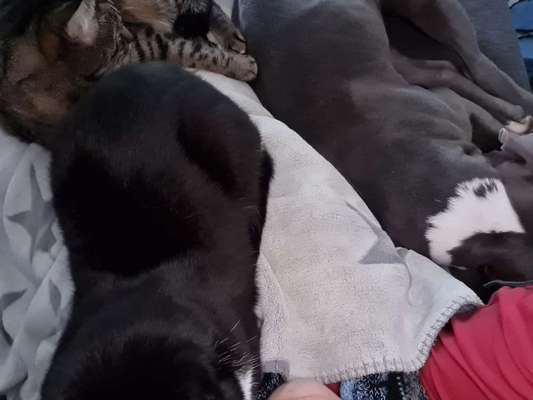 Gemeinsames Kuscheln im Bett!-Beitrag-Bild