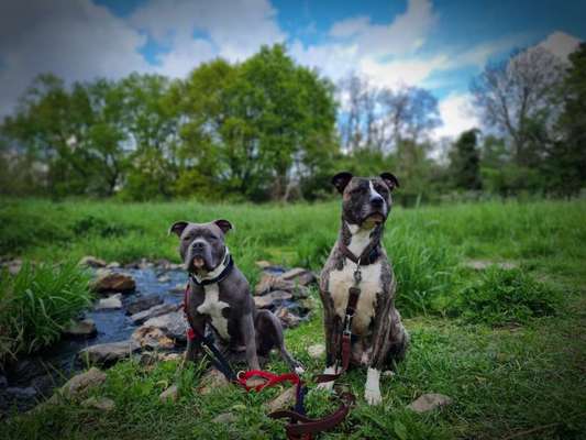 Rassen und ihre Eigenschaften-Beitrag-Bild