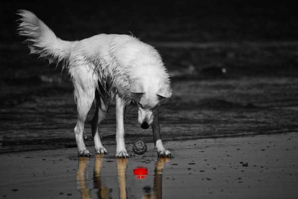 6. Farben Foto Challenge: "ColourKey Effekt"-Beitrag-Bild