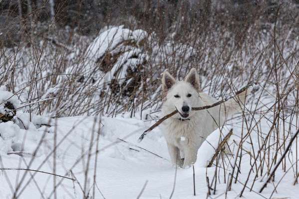 Dogorama Photo Challenge - Tarnung ist alles-Beitrag-Bild