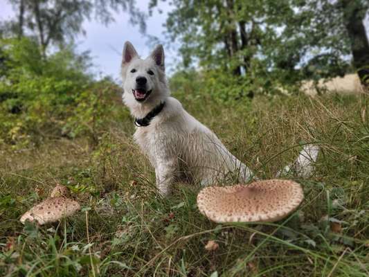 Dogorama Photo Challenge - Pilze-Beitrag-Bild