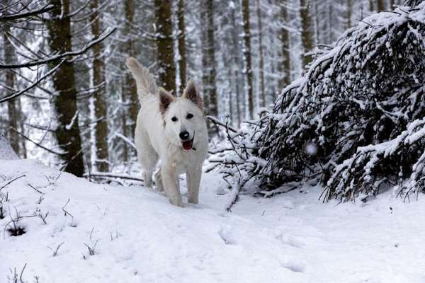 Profifoto Challenge No1 Winter, Schnee-Beitrag-Bild