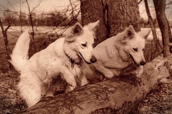 FarbenFoto - Challenge: Sepia-Beitrag-Bild