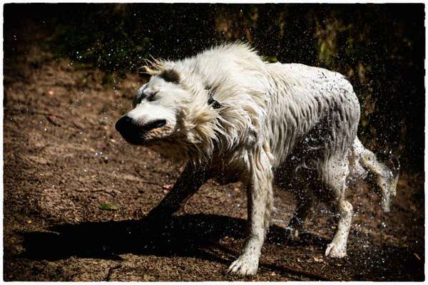 Dogorama Photo Challenge - Hunde in Action-Beitrag-Bild