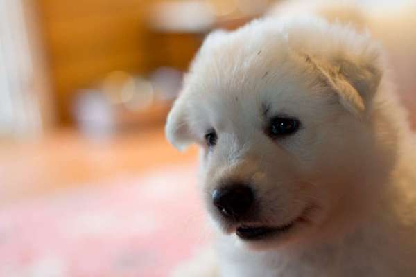 Welpen Bilder !-Beitrag-Bild