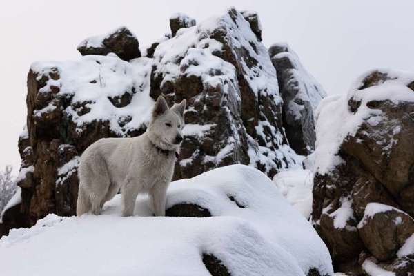 Dogorama Foto Challenge - Wanderziel-Beitrag-Bild