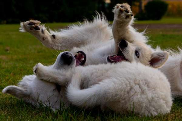 139. Fotochallenge - HUNDEKNOTEN-Beitrag-Bild