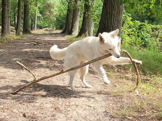 Knüppel aus dem Wald Foto Wettbewerb-Beitrag-Bild