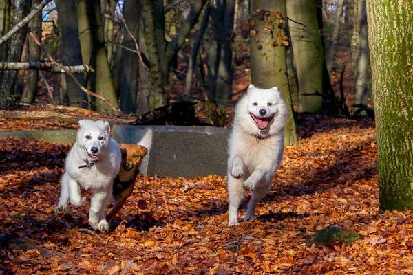 Das beste grinsefoto-Beitrag-Bild