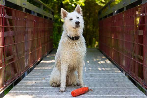 Dogorama Photo Challenge - Brücken-Beitrag-Bild