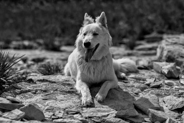 3. Farben/Fotochallenge: Schwarz/Weiß-Beitrag-Bild