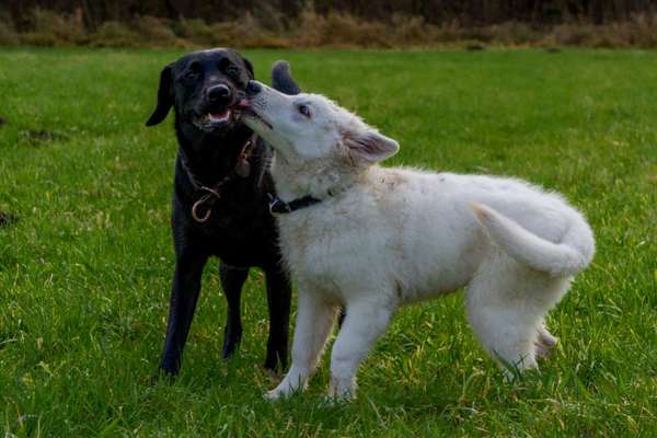 Dogorama Photo Challenge - Gegensätze-Beitrag-Bild