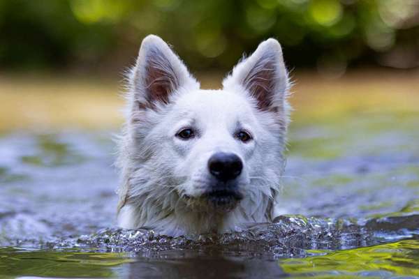 Fotowettbewerb: Wasserratte-Beitrag-Bild