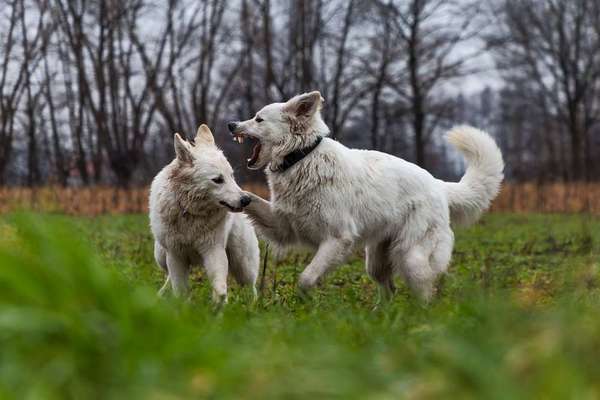 Fotowettbewerb : Hundekommunikation-Beitrag-Bild