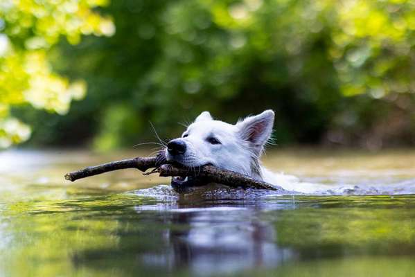 Hundeschwimmen-Beitrag-Bild