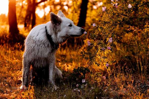 18. Farben Fotochallenge: Sonnenuntergang-Beitrag-Bild