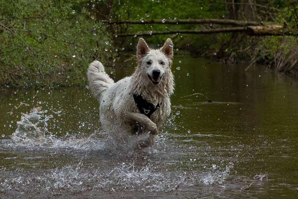Handy Foto Challange Nr. 46  Happy Dog-Beitrag-Bild