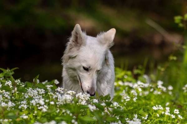 Hunde Porträt (Portrait) Galerie....-Beitrag-Bild