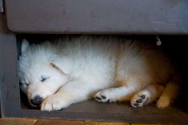 Foto Challenge 112 
ungewöhnliche Schlafplätze-Beitrag-Bild