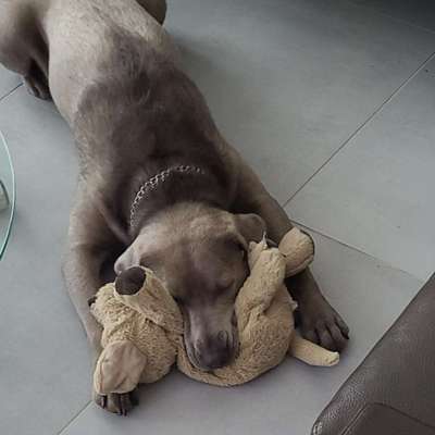 Hundetreffen-Gassi-Partner/in gesucht-Bild