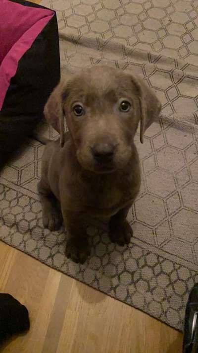 Welpen Bilder !-Beitrag-Bild