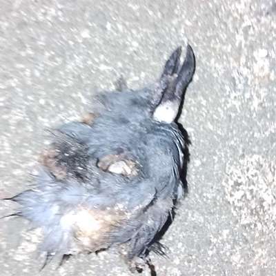 Giftköder-Hundezehe und ab und an Rattengift-Bild