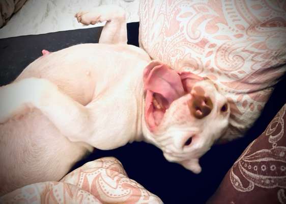 Tongue Out Tuesday-Beitrag-Bild