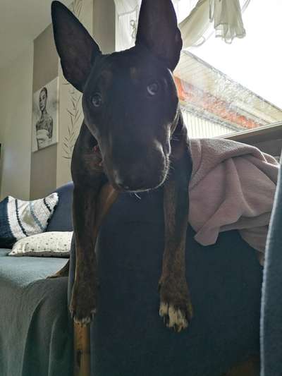 Miniatur Bull Terrier-Beitrag-Bild