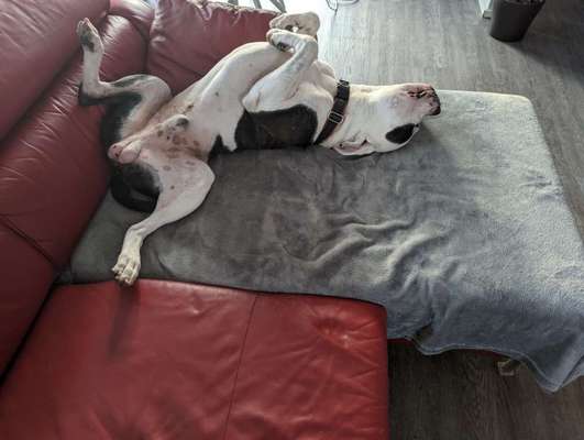 Dogorama Photo Challenge - Zeigt her eure Bäuche-Beitrag-Bild