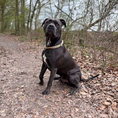 Hundetreffen-Hundekumpels mit Ausdauer gesucht für abwechslungsreiche Spaziergänge und zum toben-Bild