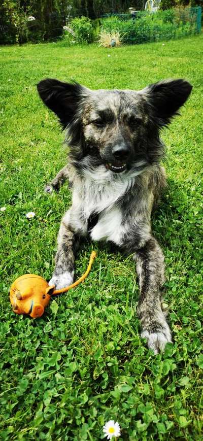 Dogorama Photo Challenge - Einmal lächeln bitte-Beitrag-Bild