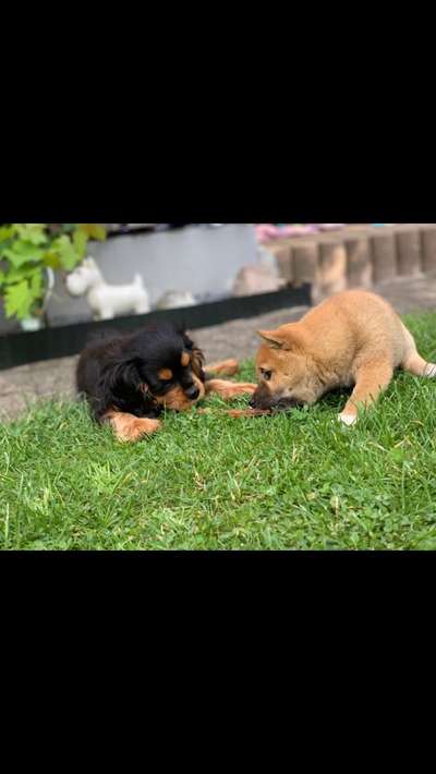 Ein Bild der großen Liebe eures Hundes-Beitrag-Bild