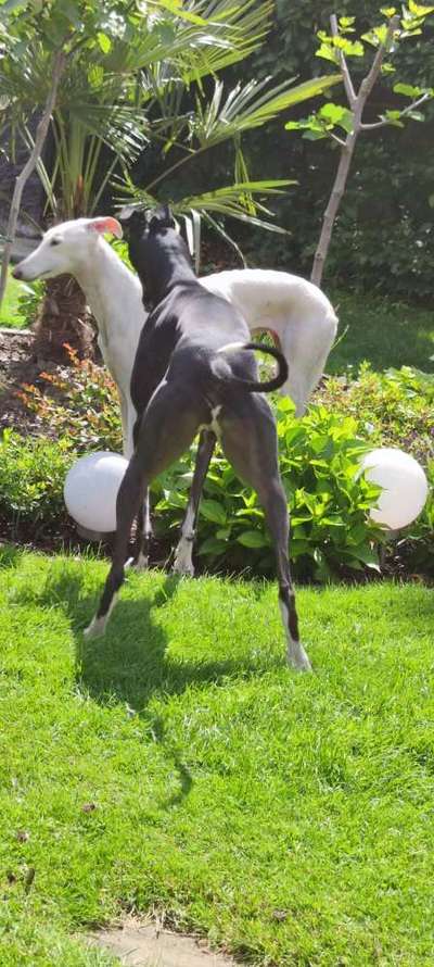 Windhunde - Treffen der besonderen Schönheiten
HERZLICH WILLKOMMEN-Beitrag-Bild