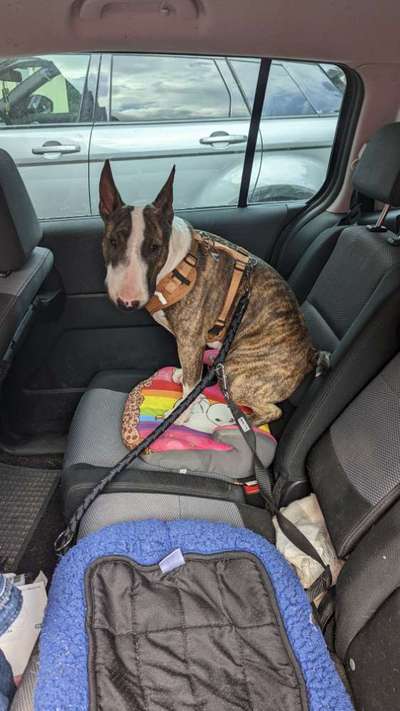 Miniatur Bullterrier-Beitrag-Bild